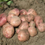 Variedad de patata Camachuelo