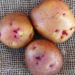 Сорт картофи Свитанок Киевски