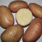 Сорт картофи Тирас