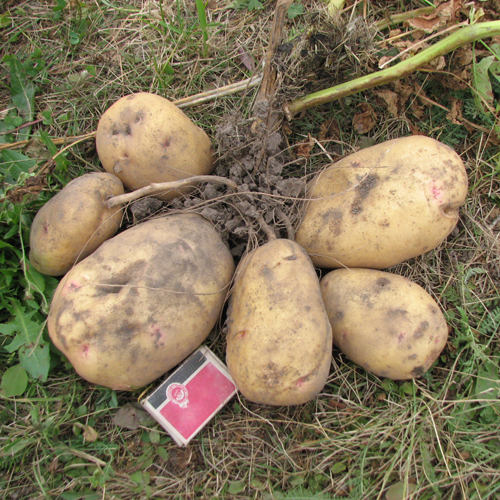 Potato variety Giant
