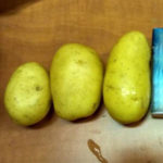Varietà di patate Zekura