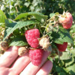 Amir raspberry variety