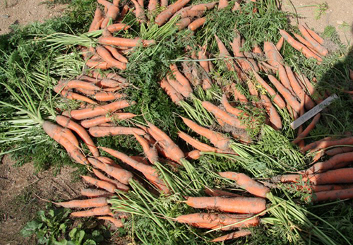 Carrot variety Emperor