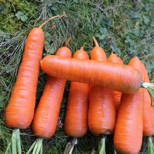 Variedad de zanahoria Kuroda
