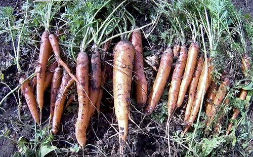 Varietà di carote Gourmet
