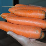 Сорт моркови Лосиноостровская 13