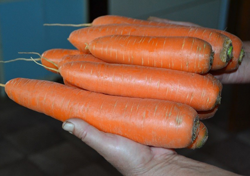Carrot variety Losinoostrovskaya 13