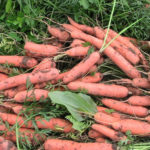 Variedad de zanahoria Tushon