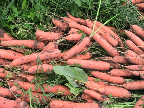 Variedad de zanahoria Tushon