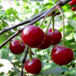 Cherry variety Podbelskaya