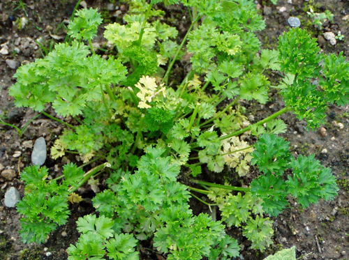 What to do if parsley turns yellow in the garden?