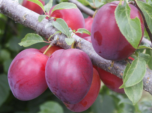 Cherry plum variety Found