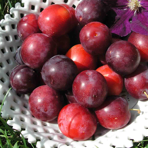 Cherry plum variety Traveler