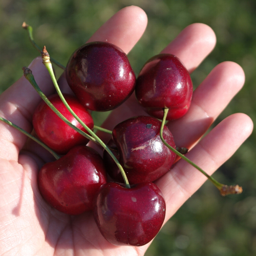 Cherry variety Regina