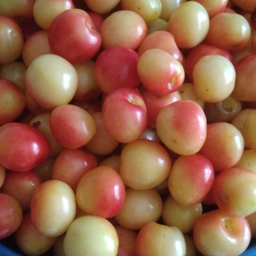 Cherry variety Julia