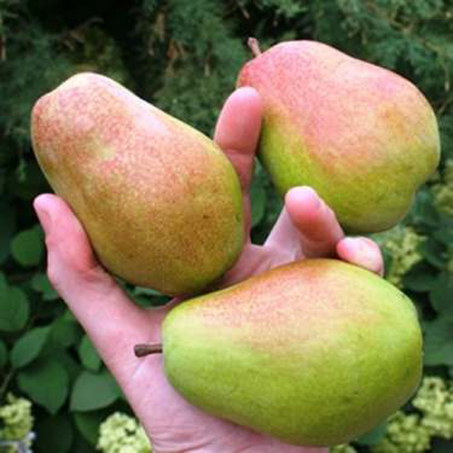 Pear variety Miracle
