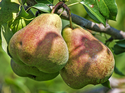 Pear variety Elena