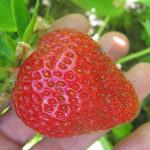 Strawberry variety Darselect