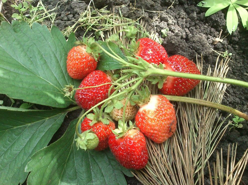 The best strawberry varieties for the Urals