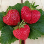 Strawberry variety Marmalade