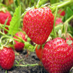 Strawberry variety Monterey