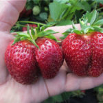 Strawberry variety First grader