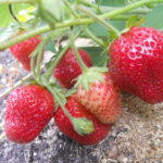 Strawberry variety Vima Ksima