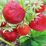 Zenga Zengana strawberry variety