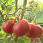 Variedad de tomate Alsou