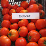 Odmiana pomidora Bobkat (F1)