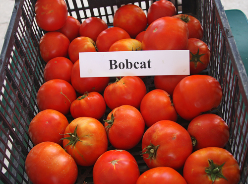 Variedad de tomate Bobkat (F1)