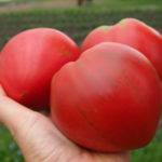 Odmiana pomidora Serce wołowe