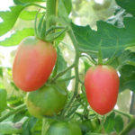 Tomato variety De Barao