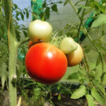 Eupator متنوعة الطماطم (F1)