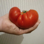 Variedad de tomate Hlebosolny