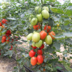 Сорт домати Каскада