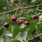 Cherry variety Malinovka