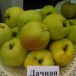 Сорт ябълка Dachnaya