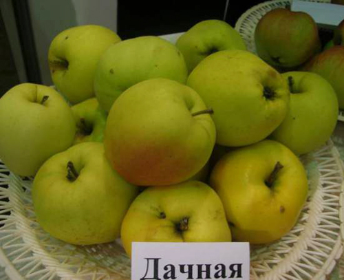 Variedad de manzana Dachnaya