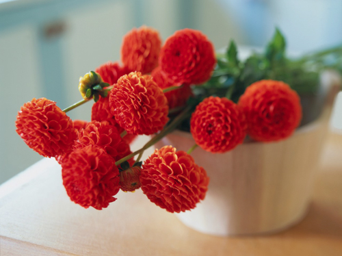 How to keep chrysanthemums in pots in winter?