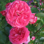Rose Antik (Antike 89)