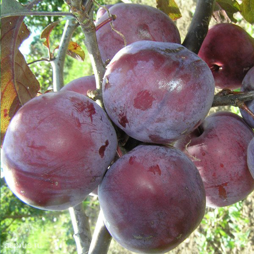 Cherry plum variety Lama