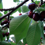 Variedad de cereza negra Dyber