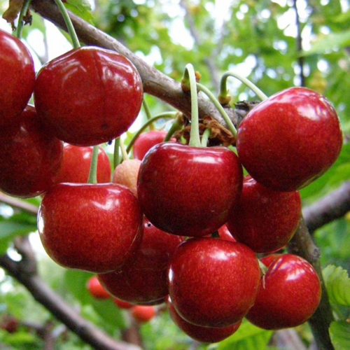 Cherry variety Vasilisa