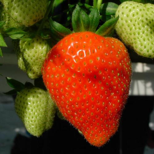تشكيلة فراولة فيجارو