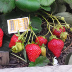 Capri strawberry variety