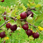 Varietà di uva spina Kolobok