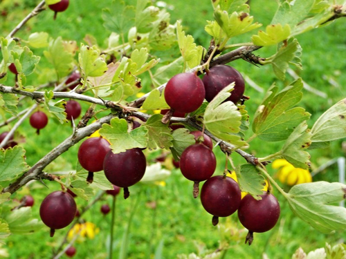 Сорт цариградско грозде Kolobok
