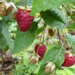 Raspberry variety Bryanskoe Divo (Bryansk Miracle)