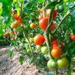 Variedad de tomate Andrómeda (F1)